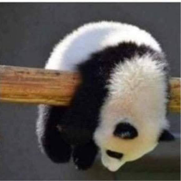 Meet your Posher, Susan - Picture 1 of 1